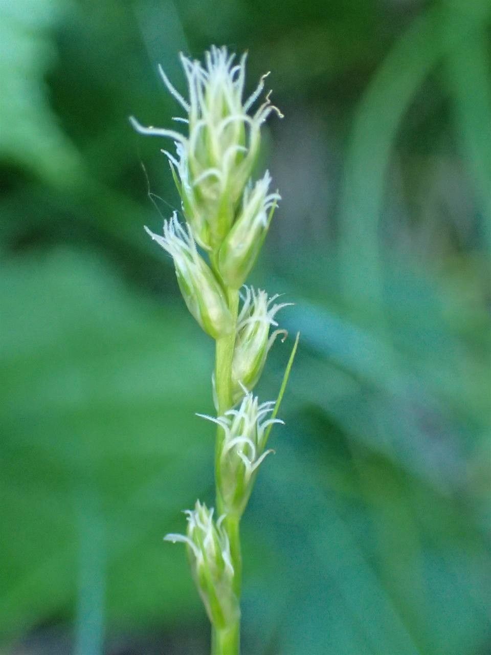 Carex leersii flower