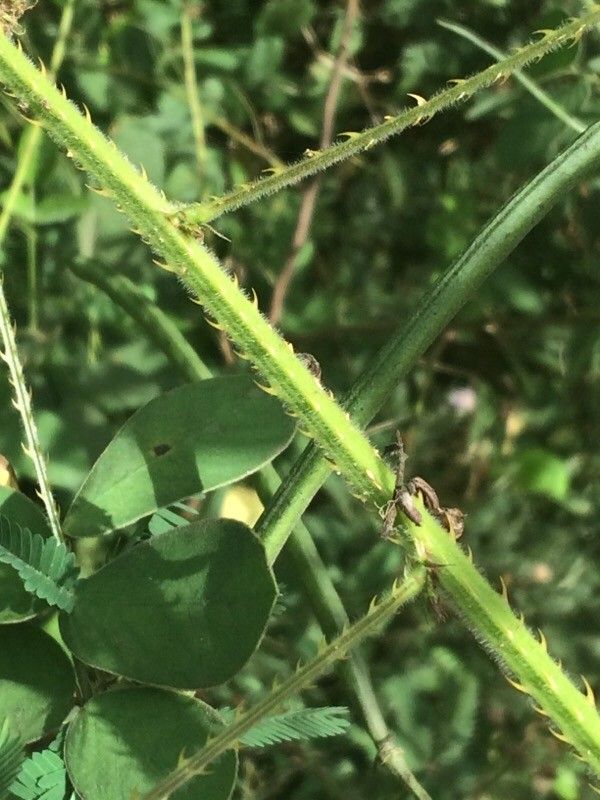 Mimosa diplotricha bark