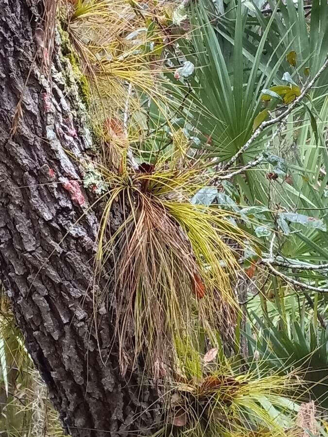Tillandsia setacea — search result for 'Cuba'
