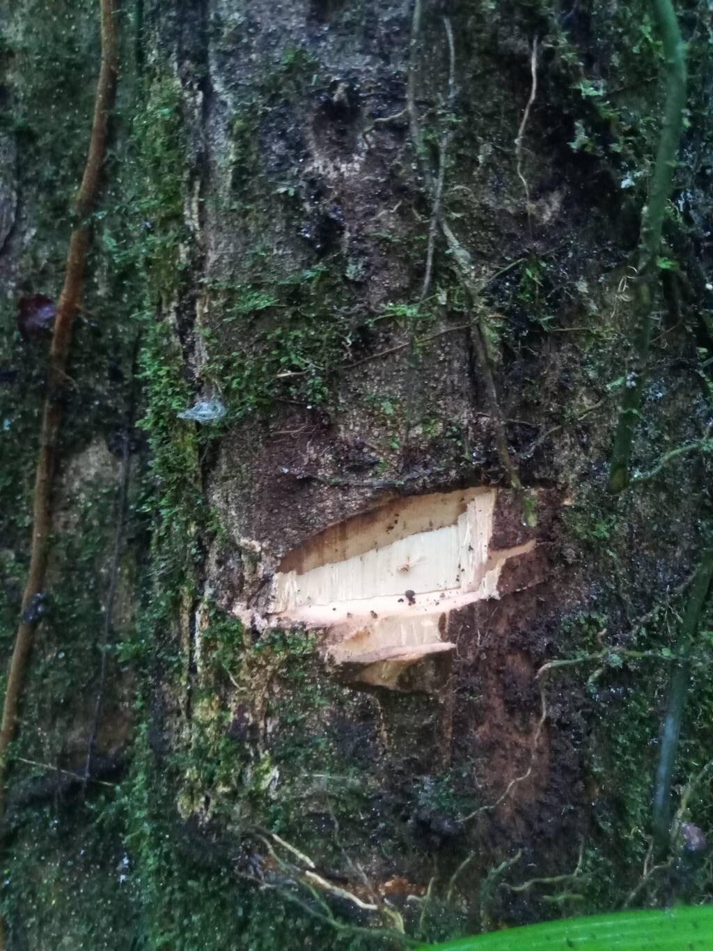 Lecythis pneumatophora bark