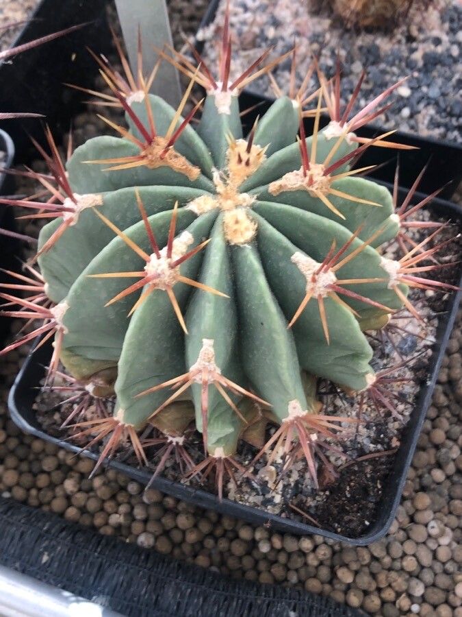 Ferocactus recurvus leaf