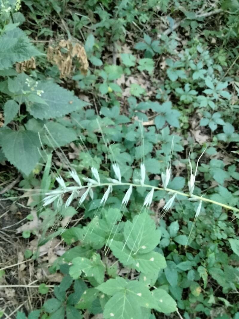 Elymus hystrix fruit