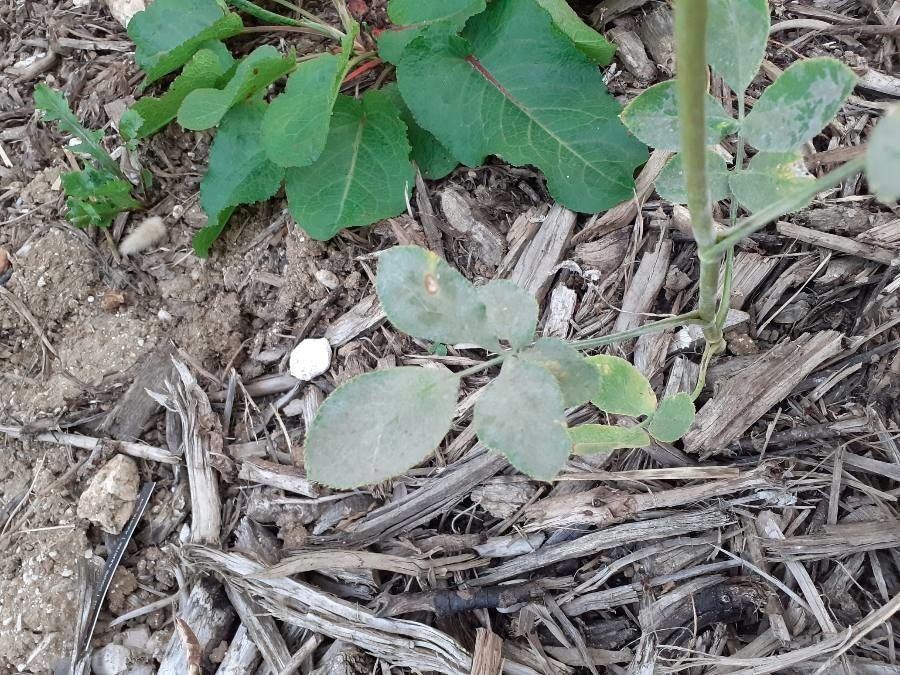 Cucurbita foetidissima flower