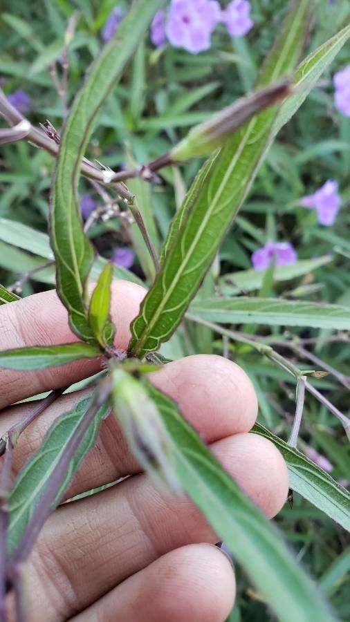 Ruellia nudiflora leaf