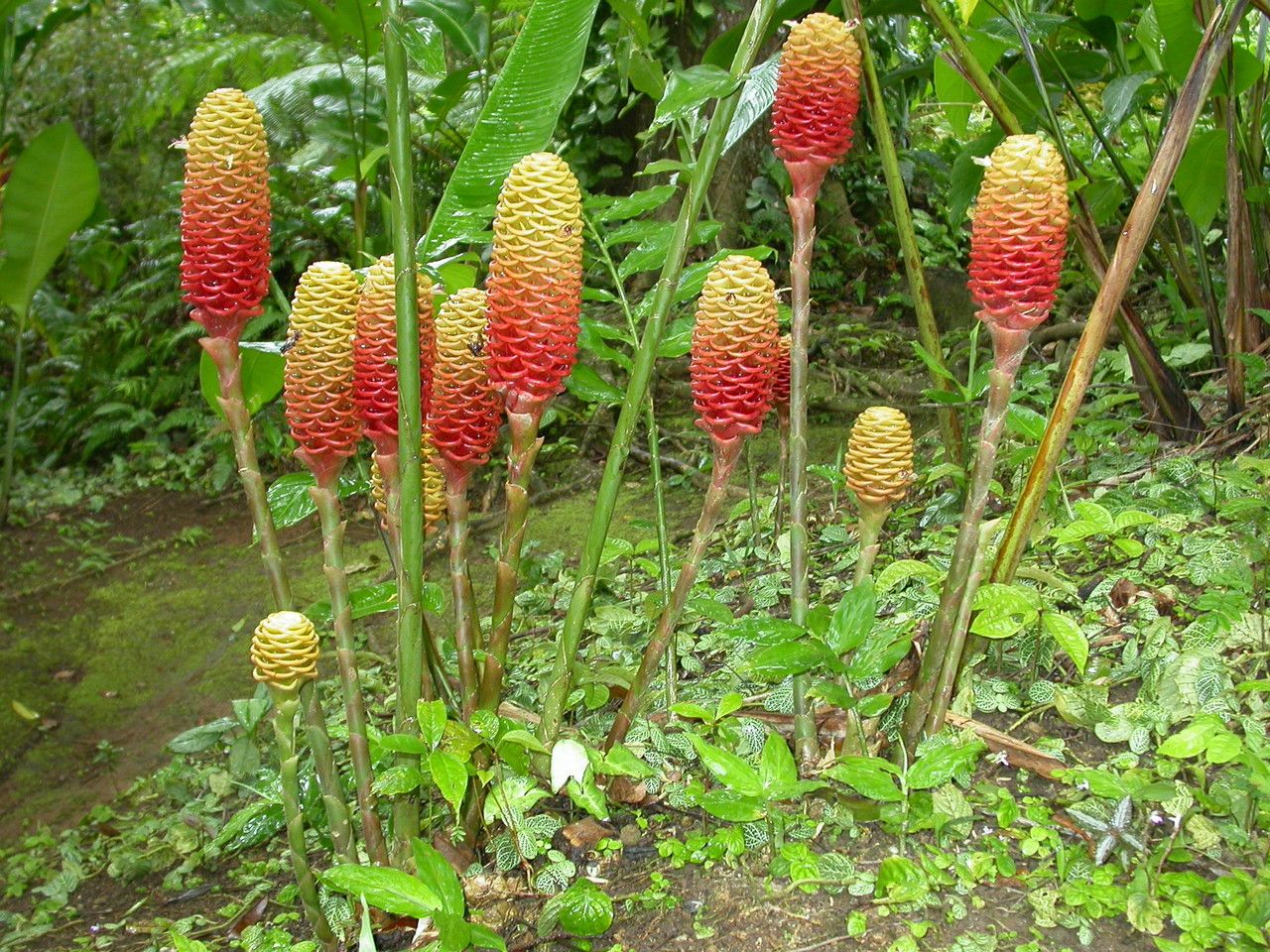 Zingiber Spectabile flower