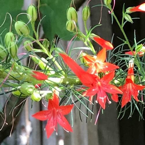 Ipomopsis rubra flower
