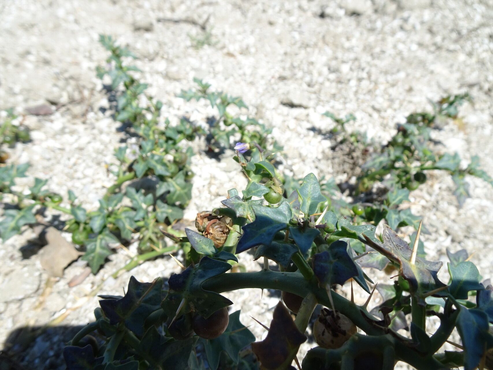 Solanum pugiunculiferum habit