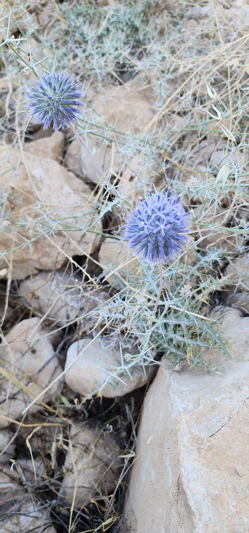 Echinops hebelepis habit