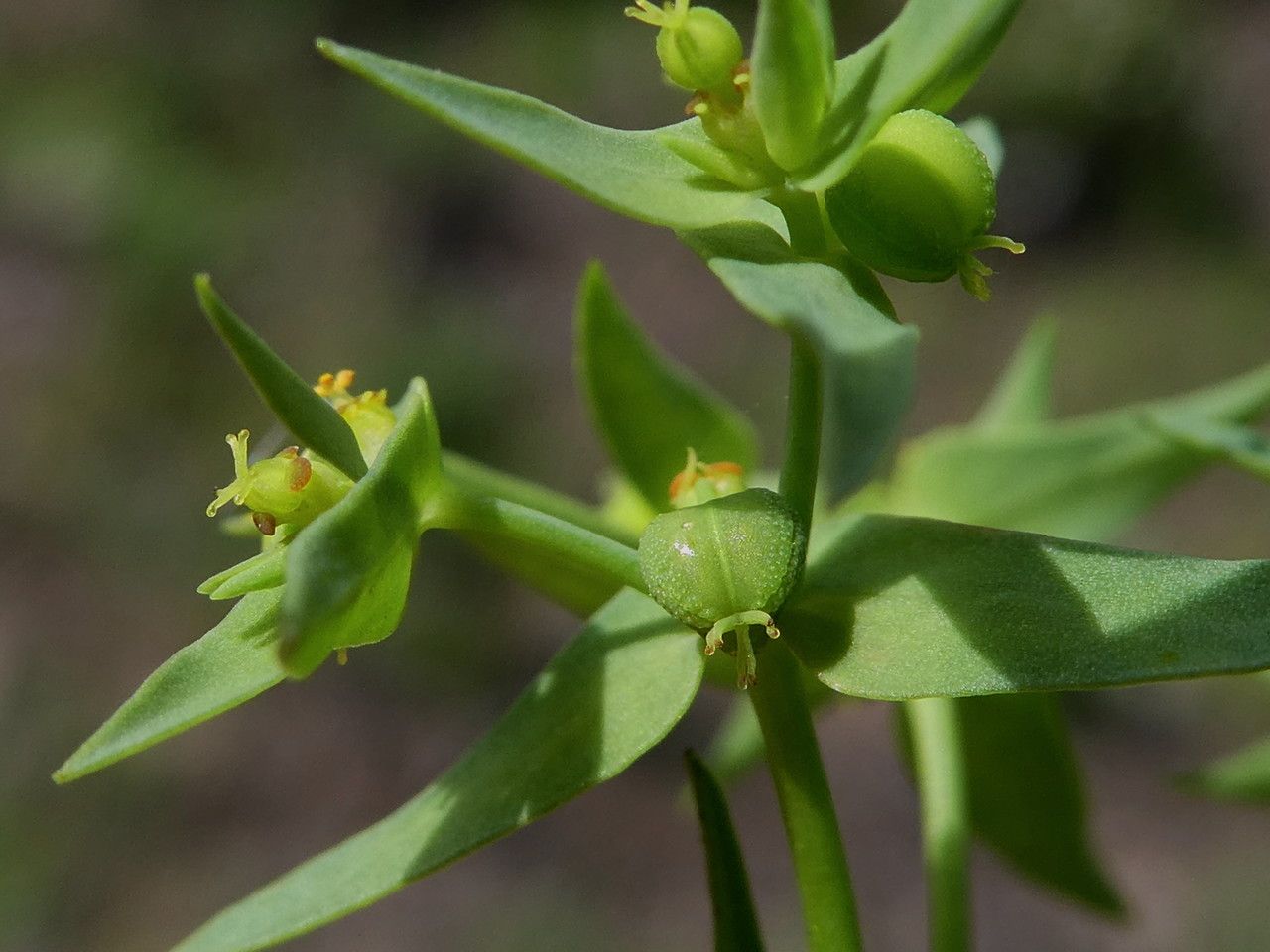 Euphorbia exigua fruit