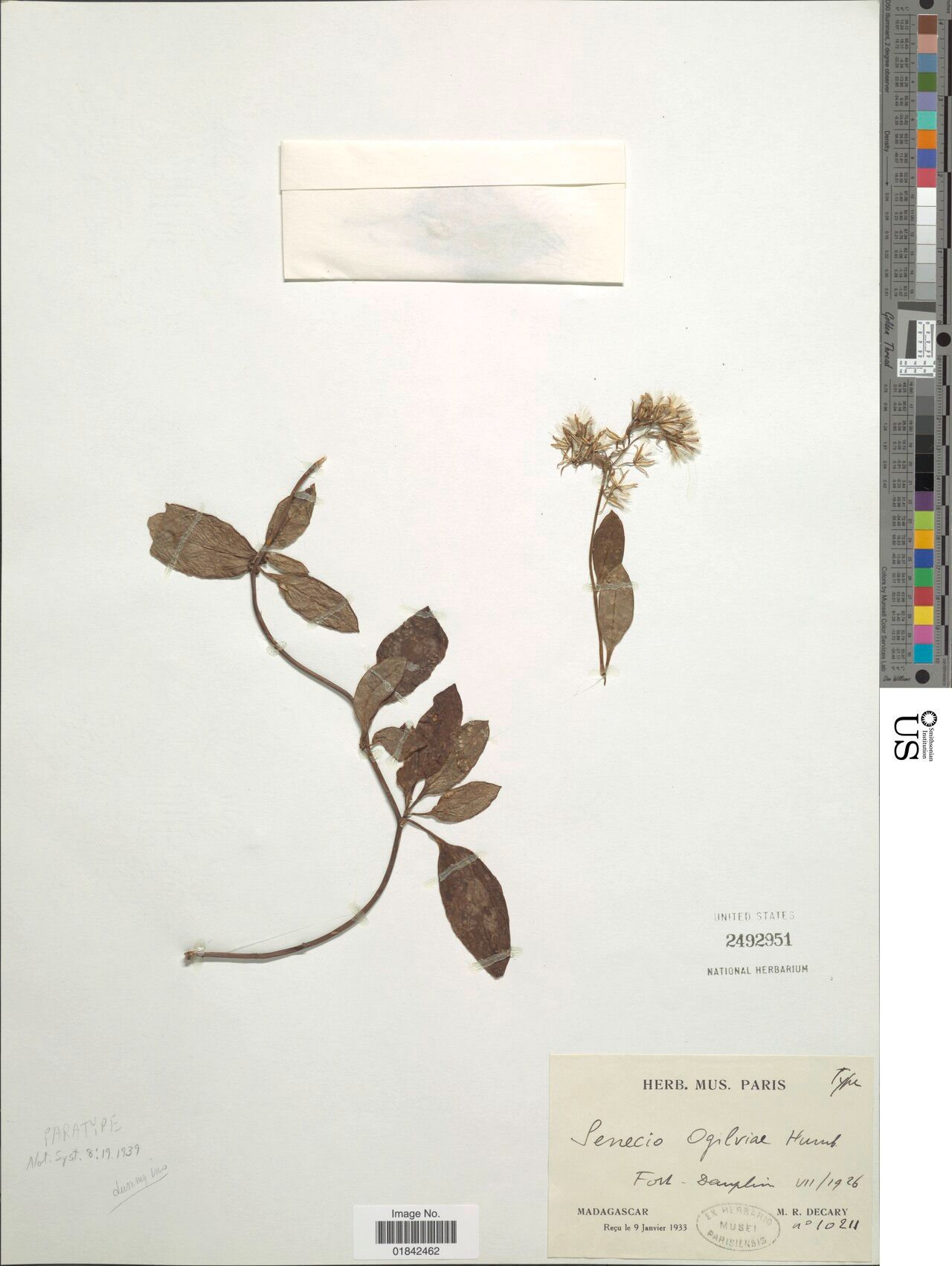 Senecio acetosifolius