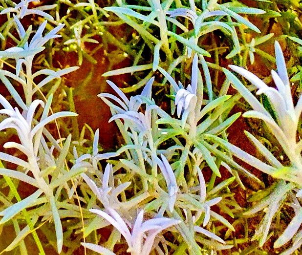 Senecio bergii — houseplant care guide