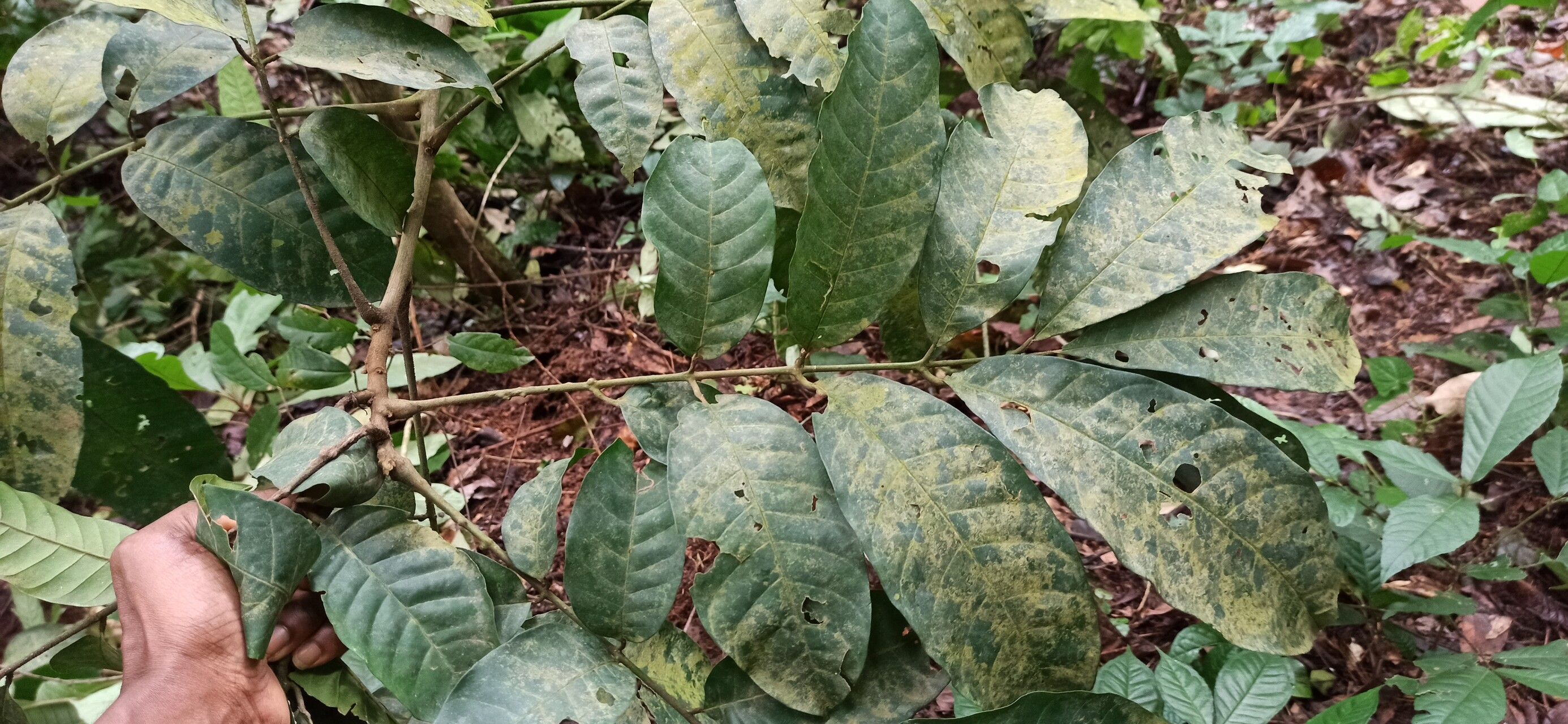 Trichilia welwitschii — houseplant care guide