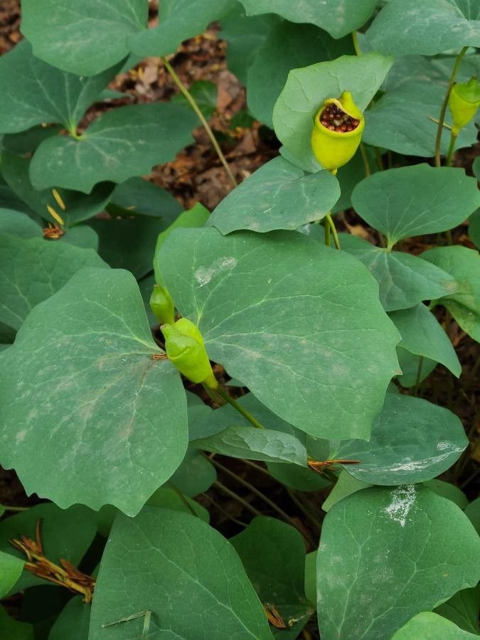 Jeffersonia diphylla fruit