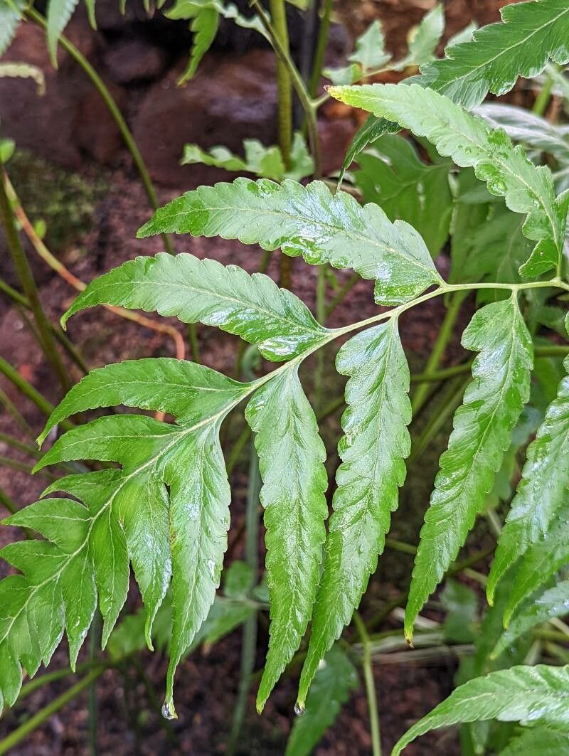 Microlepia platyphylla — related species from the same genus