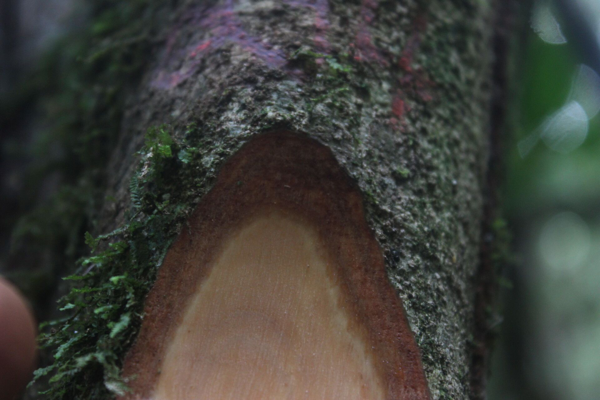 Drypetes polyantha bark