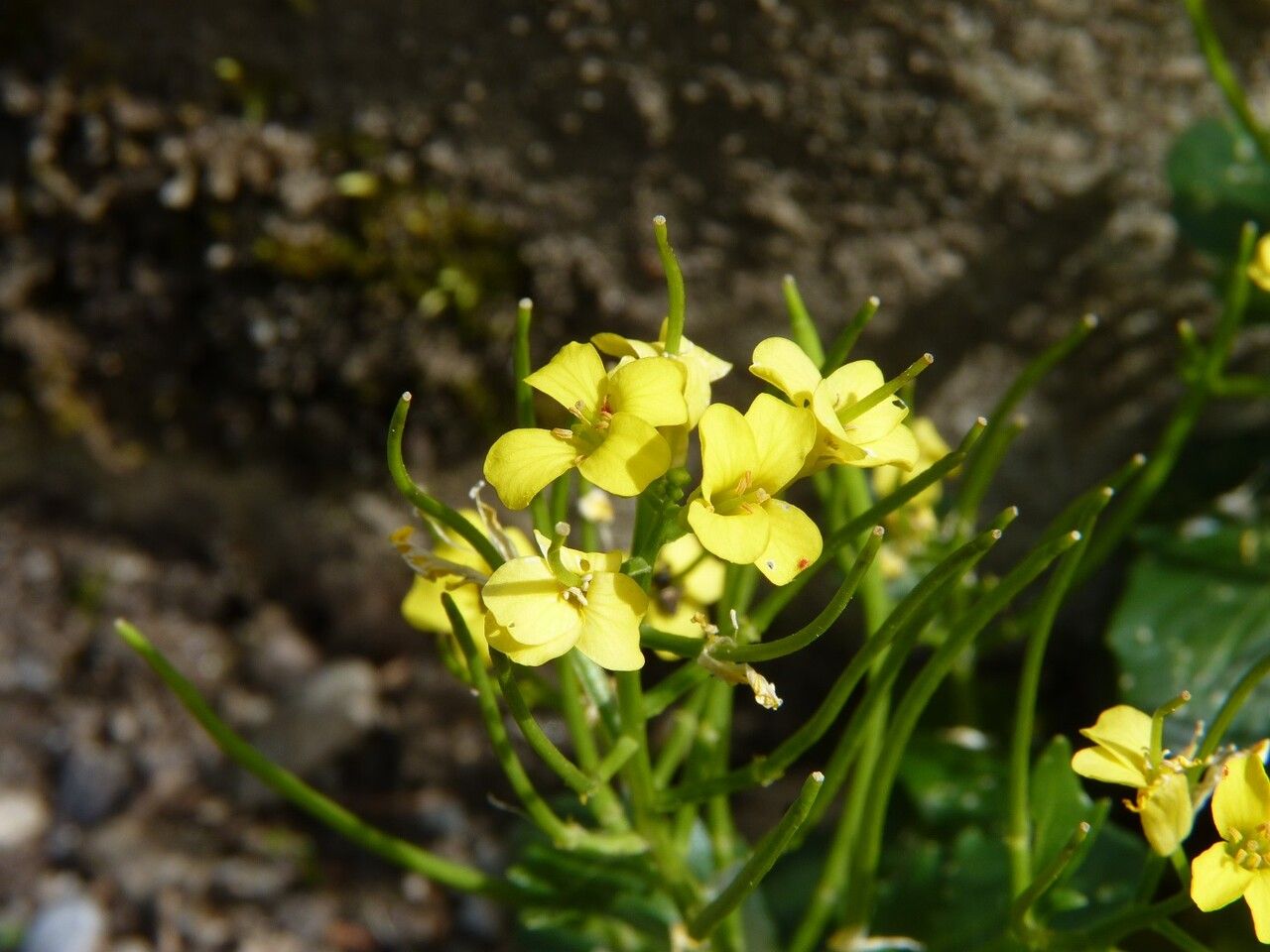 Barbarea rupicola flower