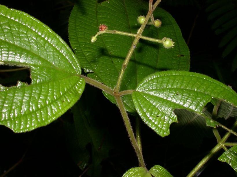 Clidemia japurensis — search result for 'Clidemia'