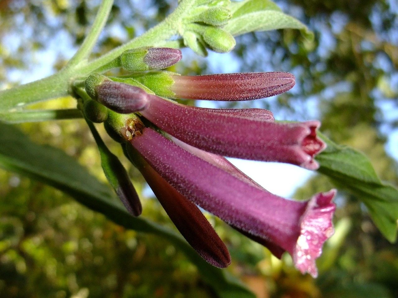 Iochroma cyaneum flower