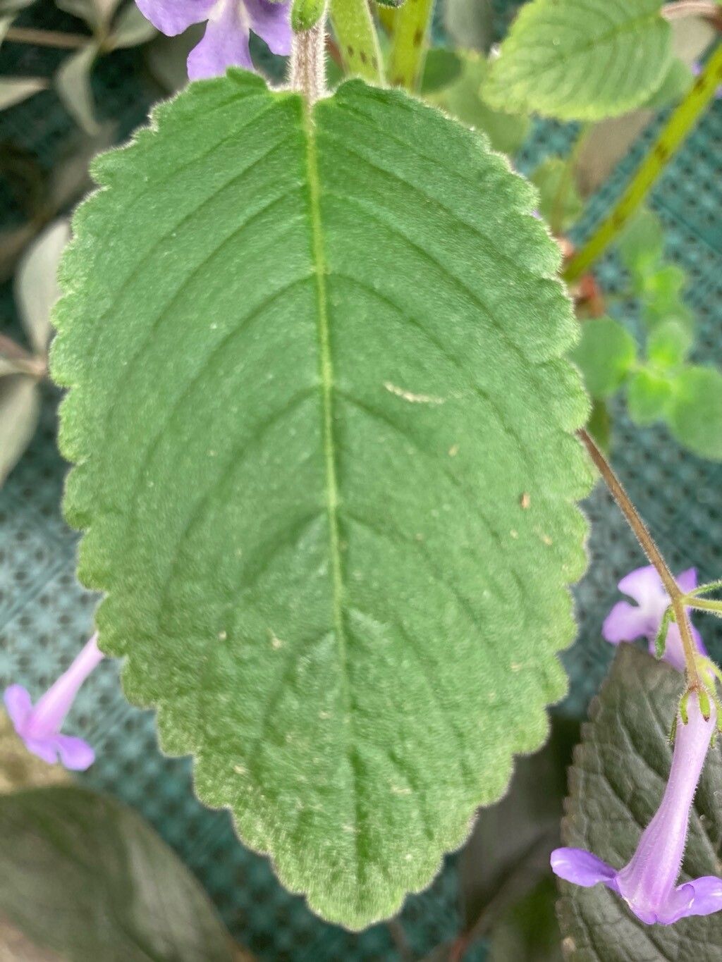 Streptocarpus hilsenbergii — search result for 'Streptocarpus'