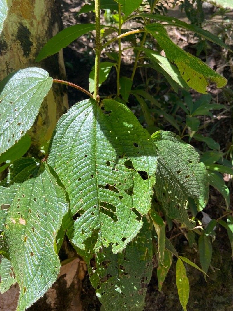 Clidemia setosa — search result for 'Clidemia'