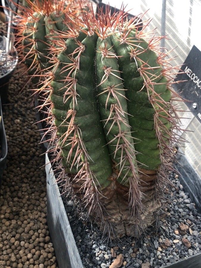 Melocactus intortus — houseplant care guide