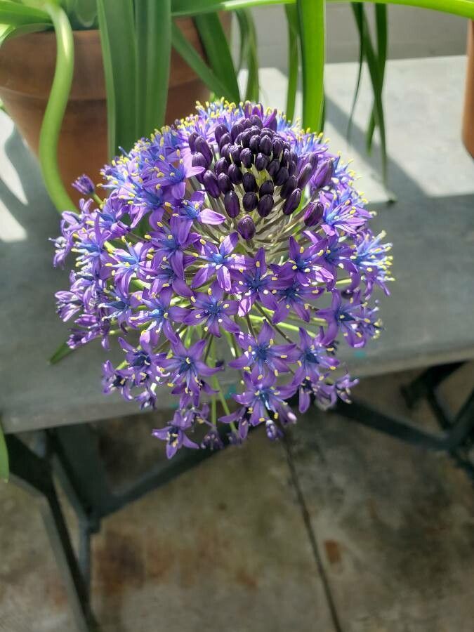 Scilla peruviana flower