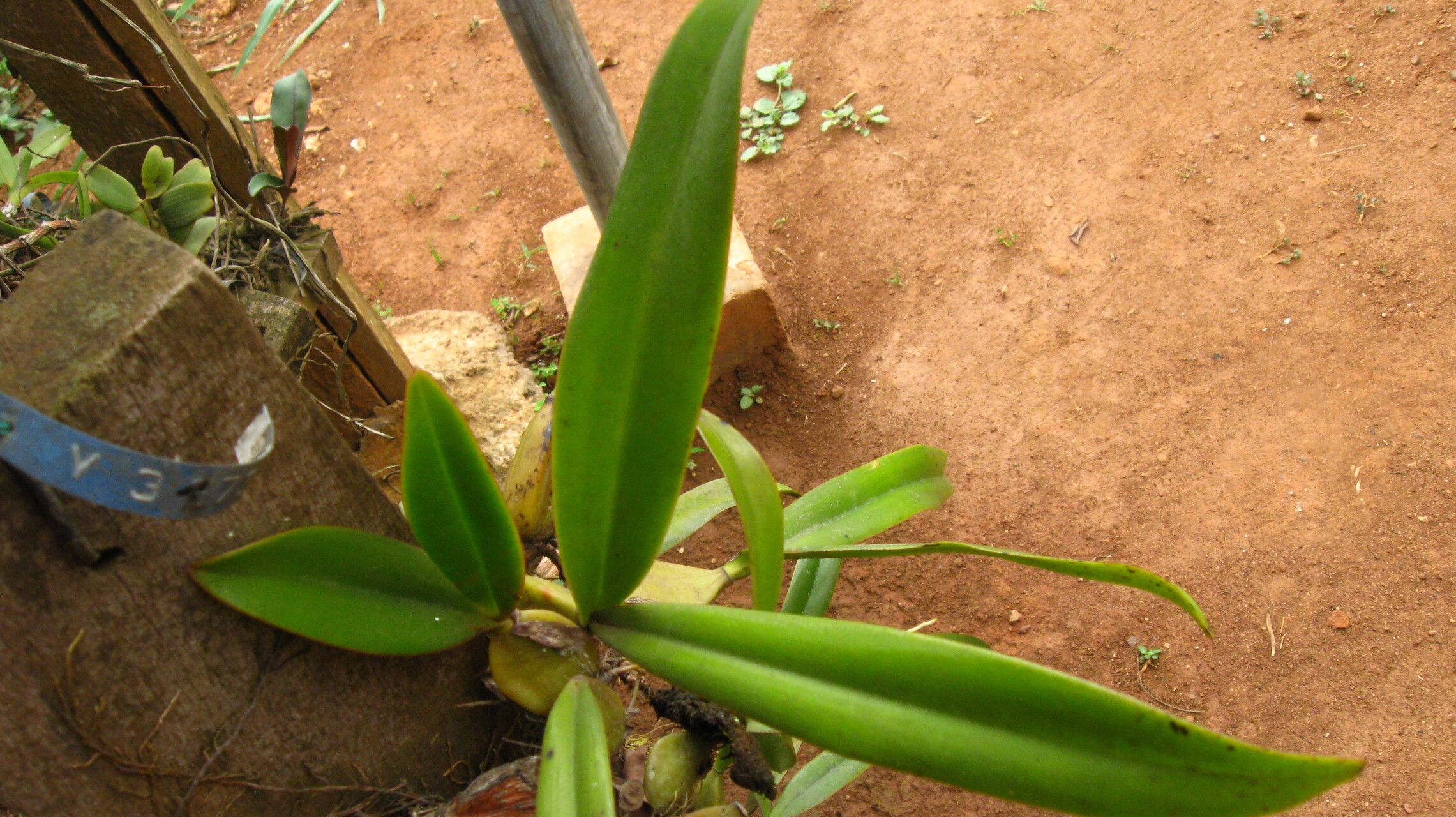 Bulbophyllum imbricatum leaf