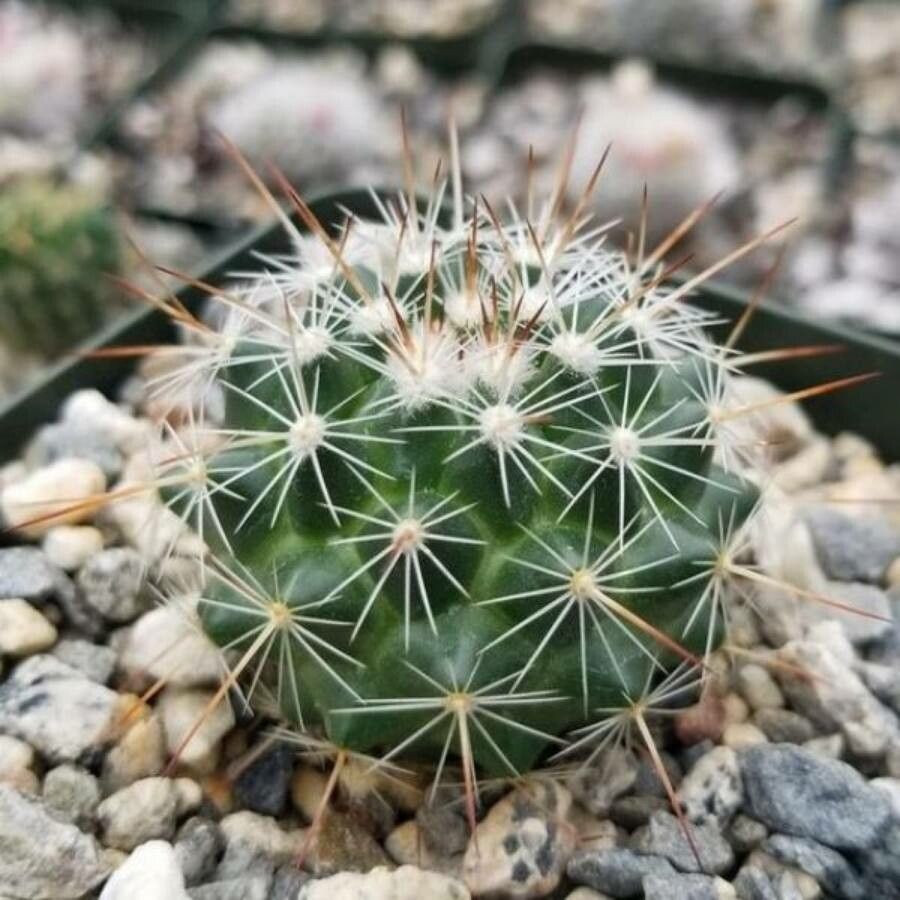 Mammillaria wrightii leaf