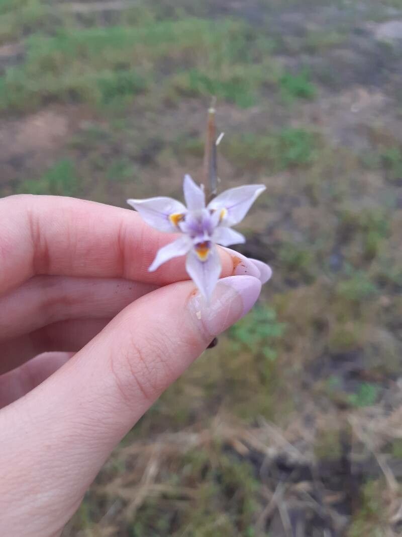 Moraea polyanthos flower