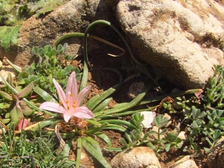 Asphodelus acaulis — related species from the same genus