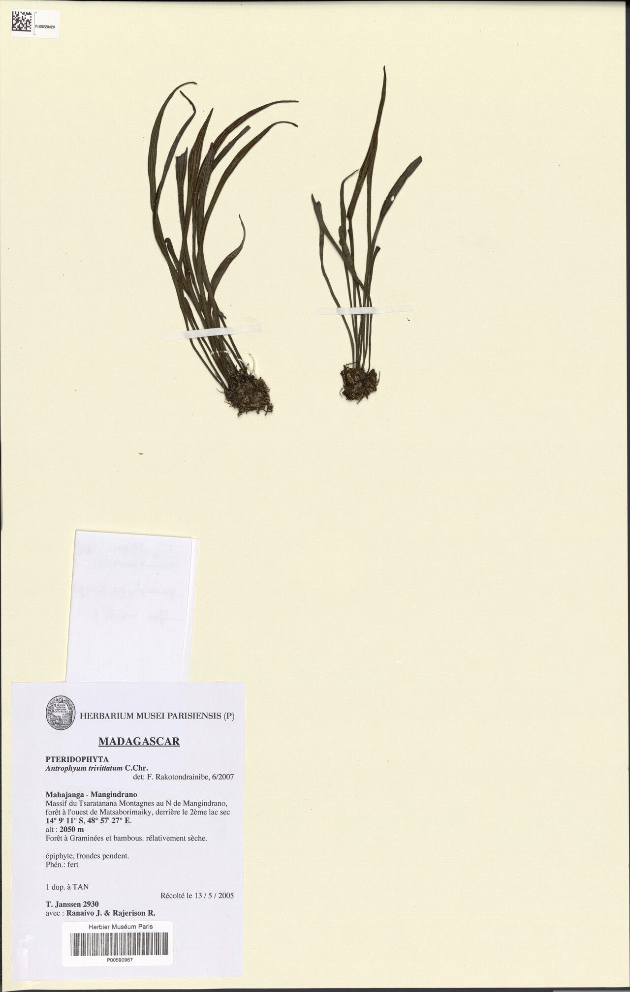 Antrophyum trivittatum — houseplant care guide