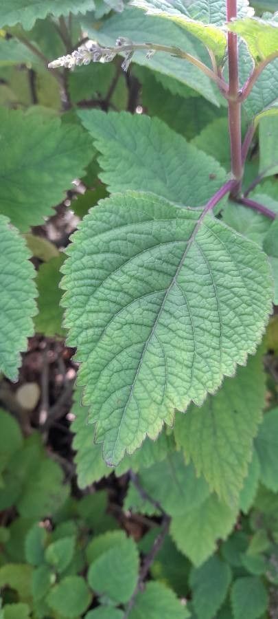 Plectranthus fruticosus leaf