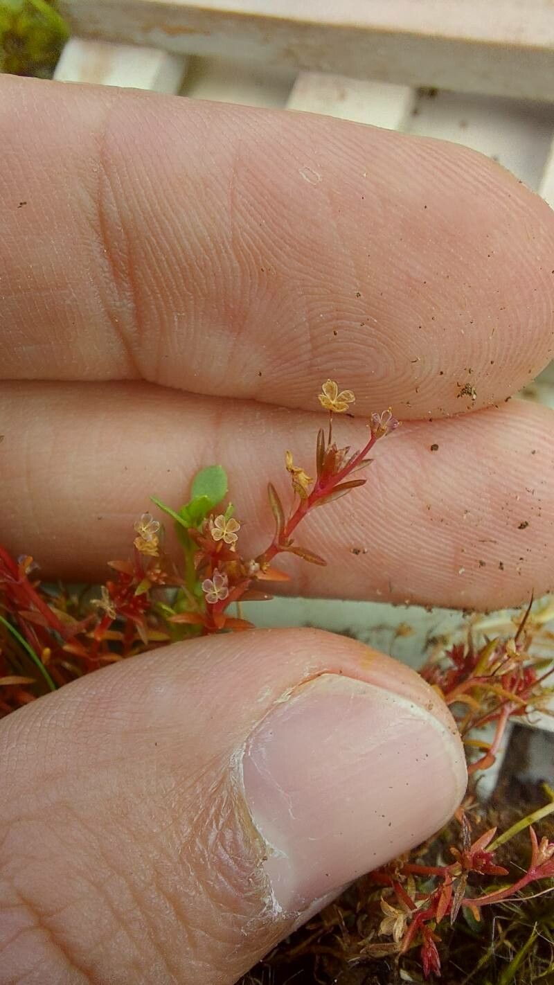 Crassula peduncularis flower