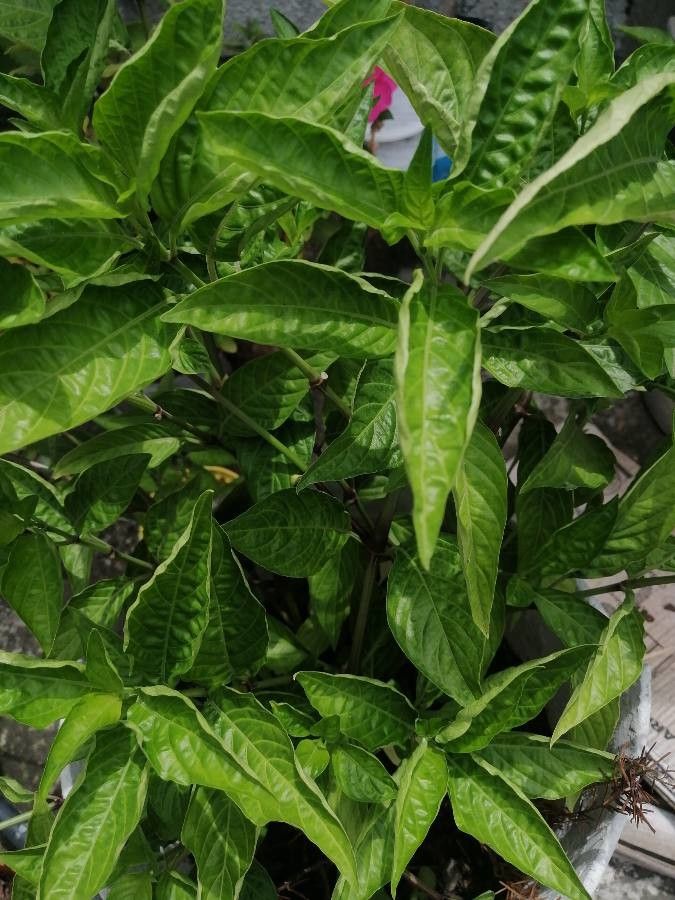 Justicia secunda fruit