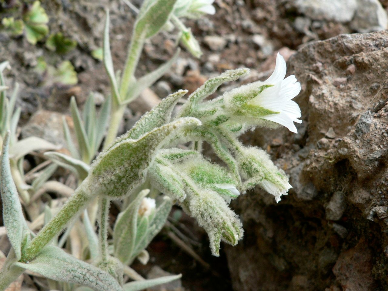 Cerastium floccosum flower
