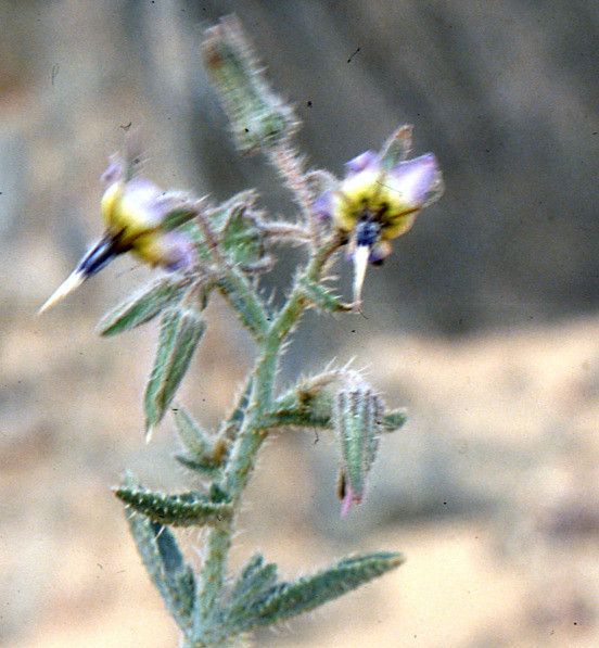 Trichodesma calcaratum habit
