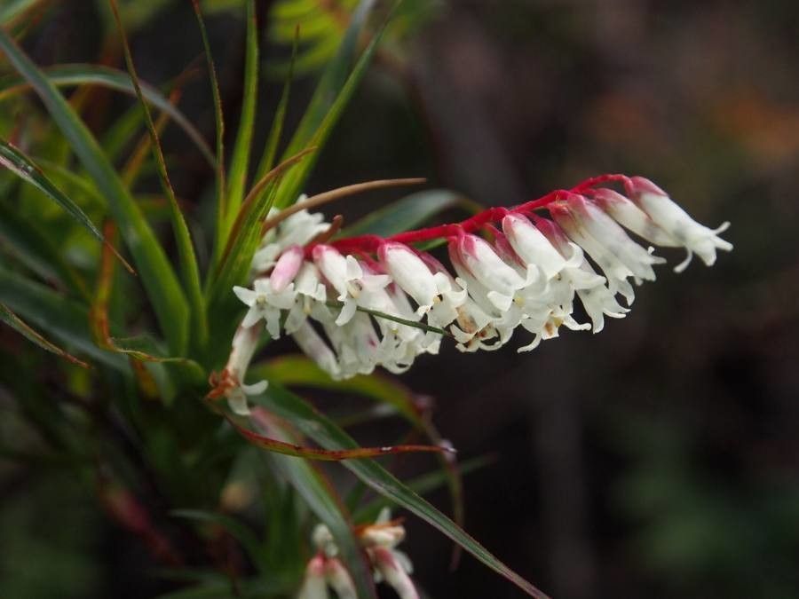 Dracophyllum secundum flower