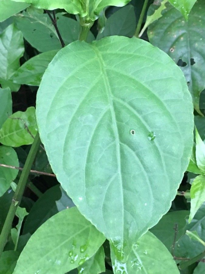 Odontonema cuspidatum leaf