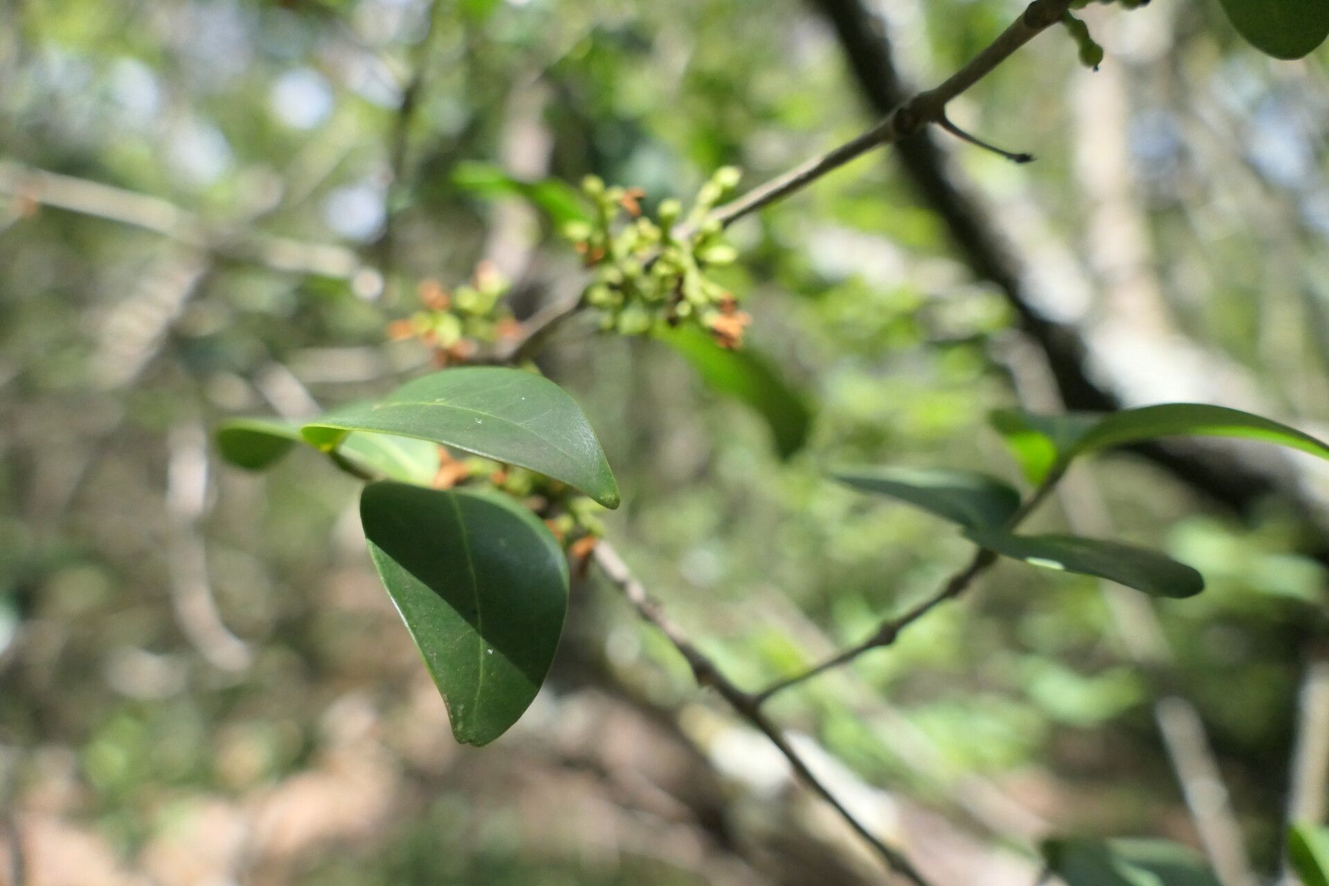 Pterocelastrus echinatus — related species from the same genus