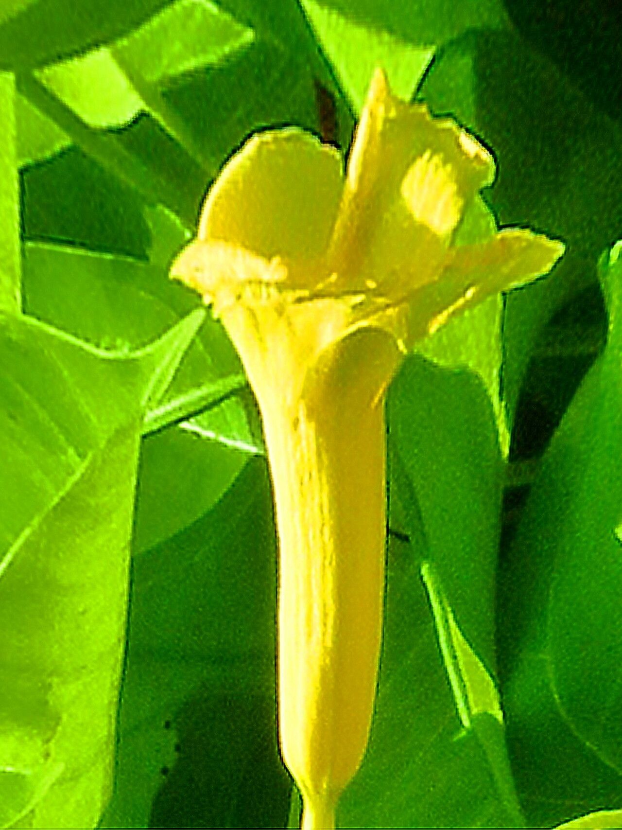 Pentalinon andrieuxii — related species from the same genus