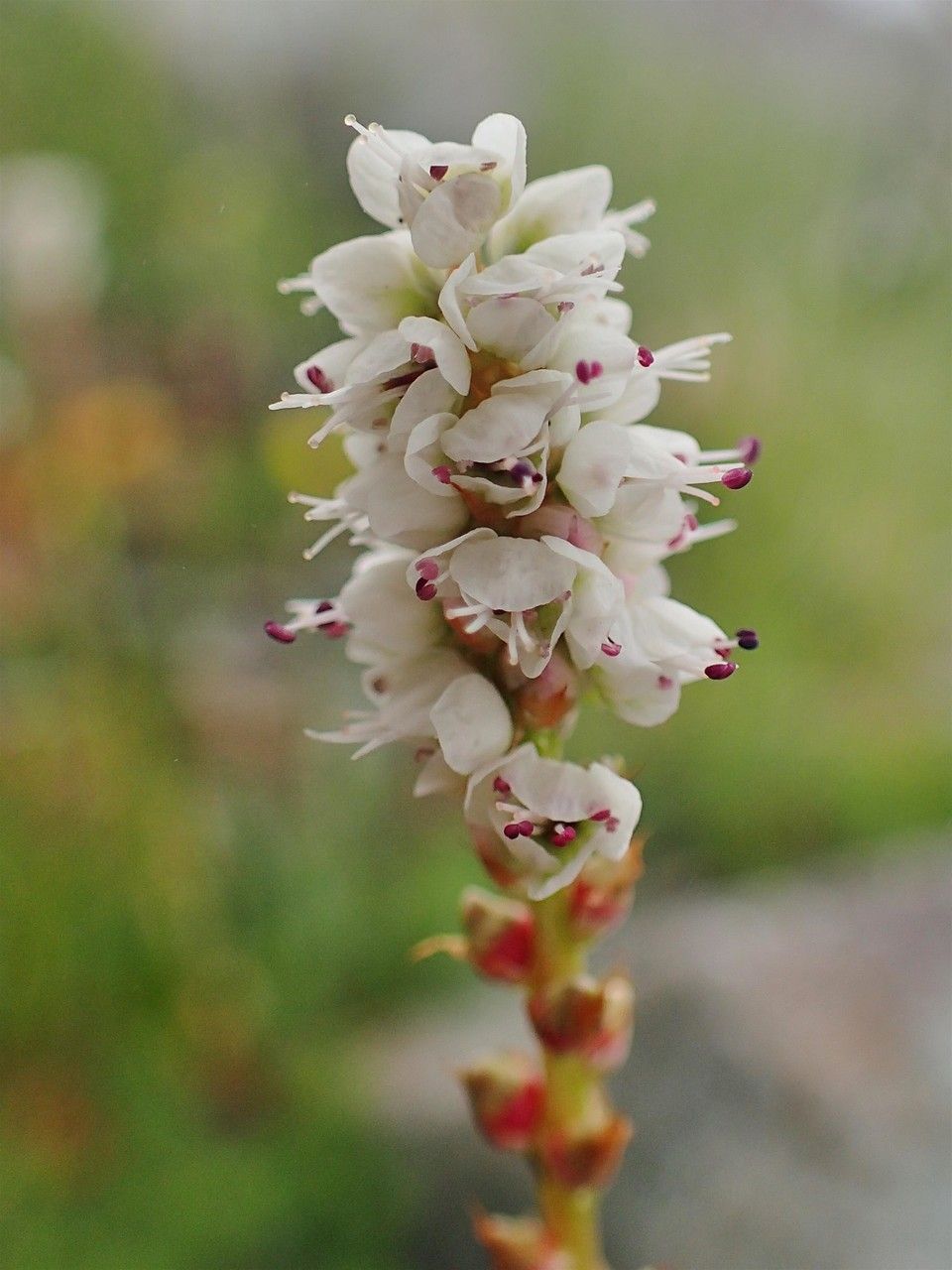 Persicaria vivipara flower