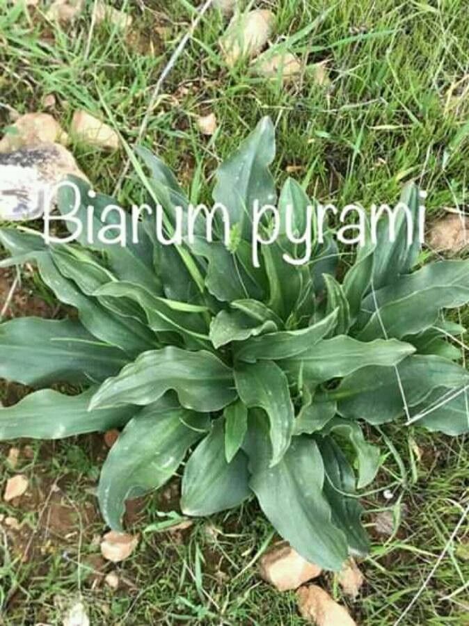 Biarum pyrami — related species from the same genus