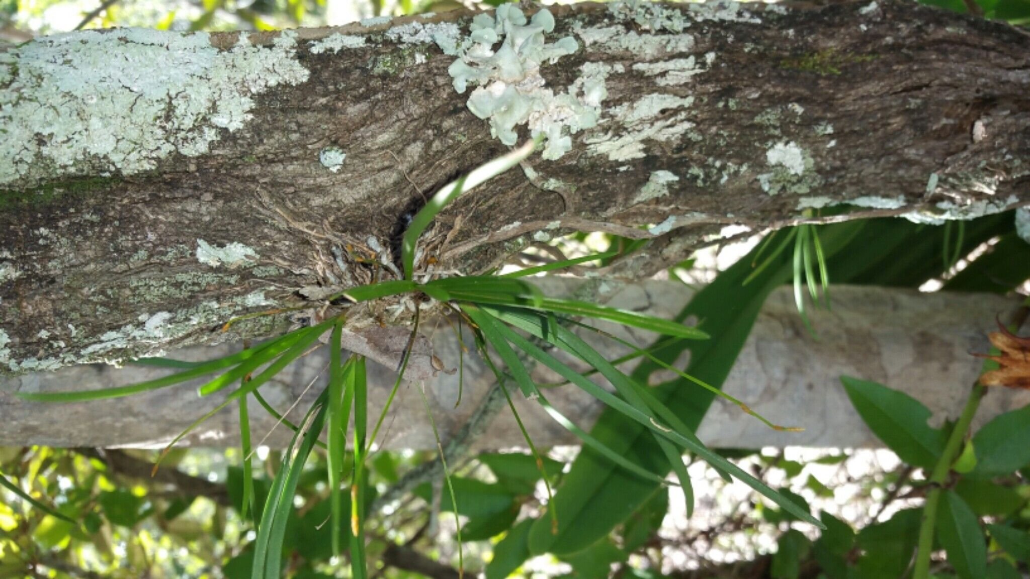 Angraecum potamophilum leaf