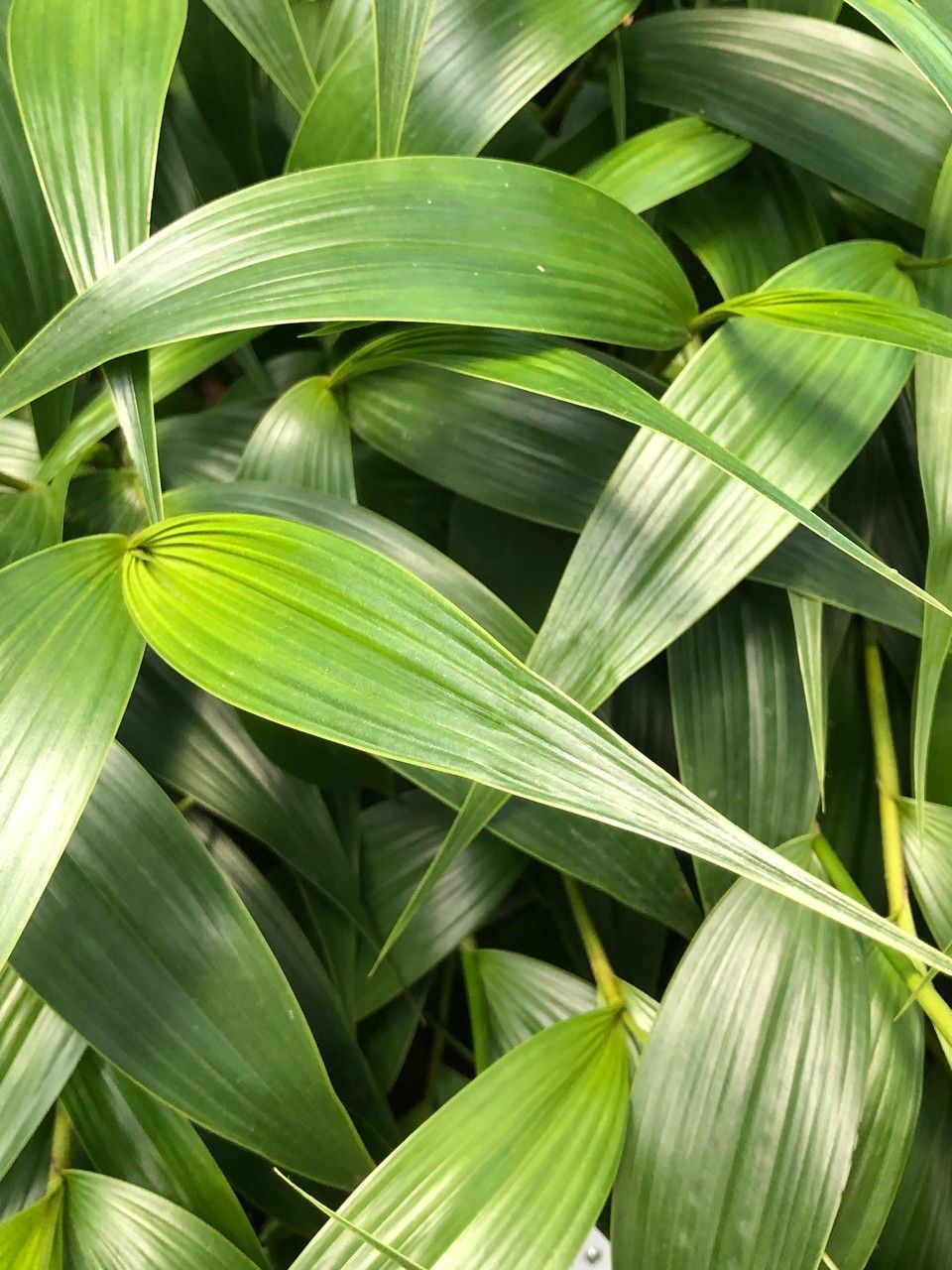 Sobralia cv. 'Mirabilis' leaf