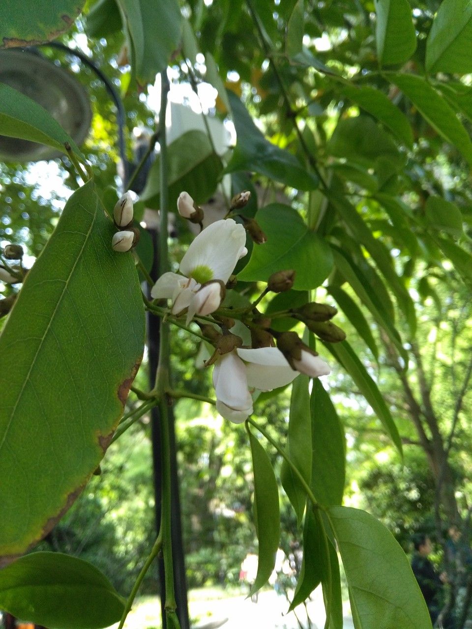 Ormosia hosiei flower