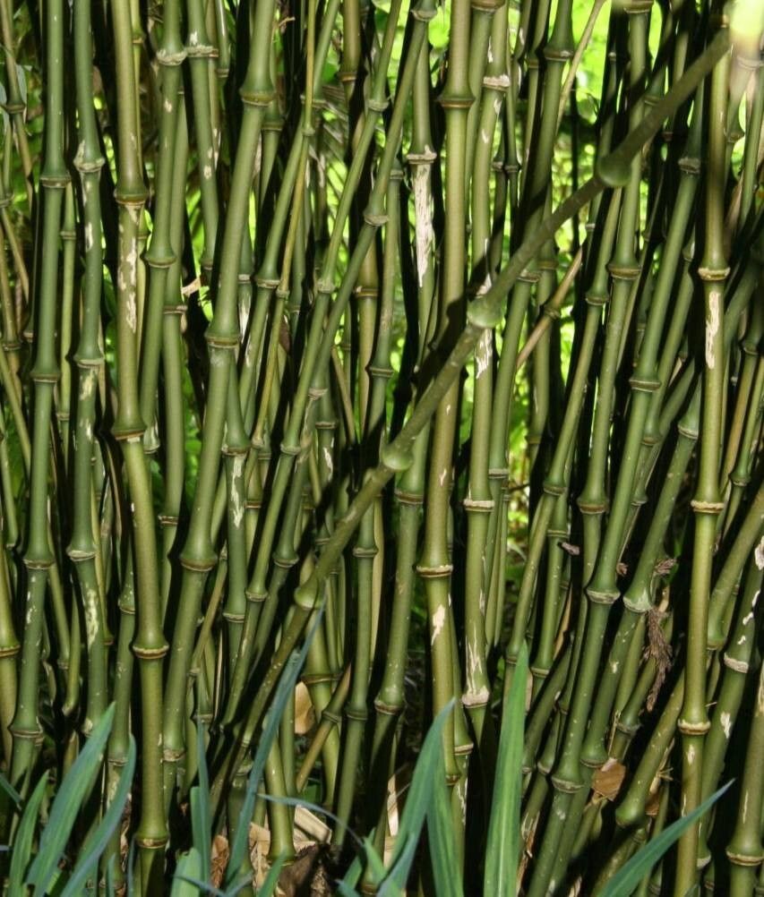 Chimonobambusa tumidissinoda bark