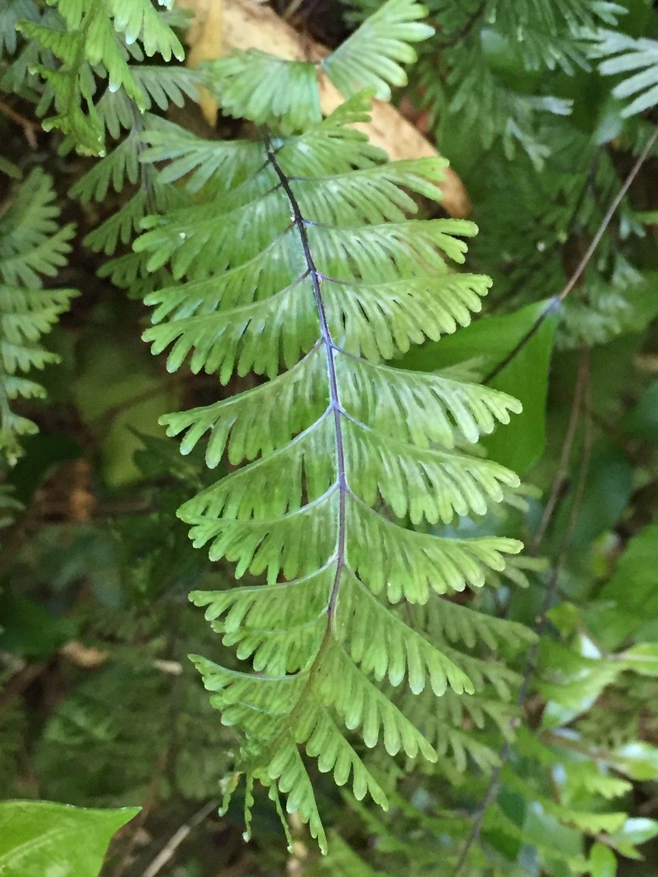 Hymenophyllum pectinatum — houseplant care guide