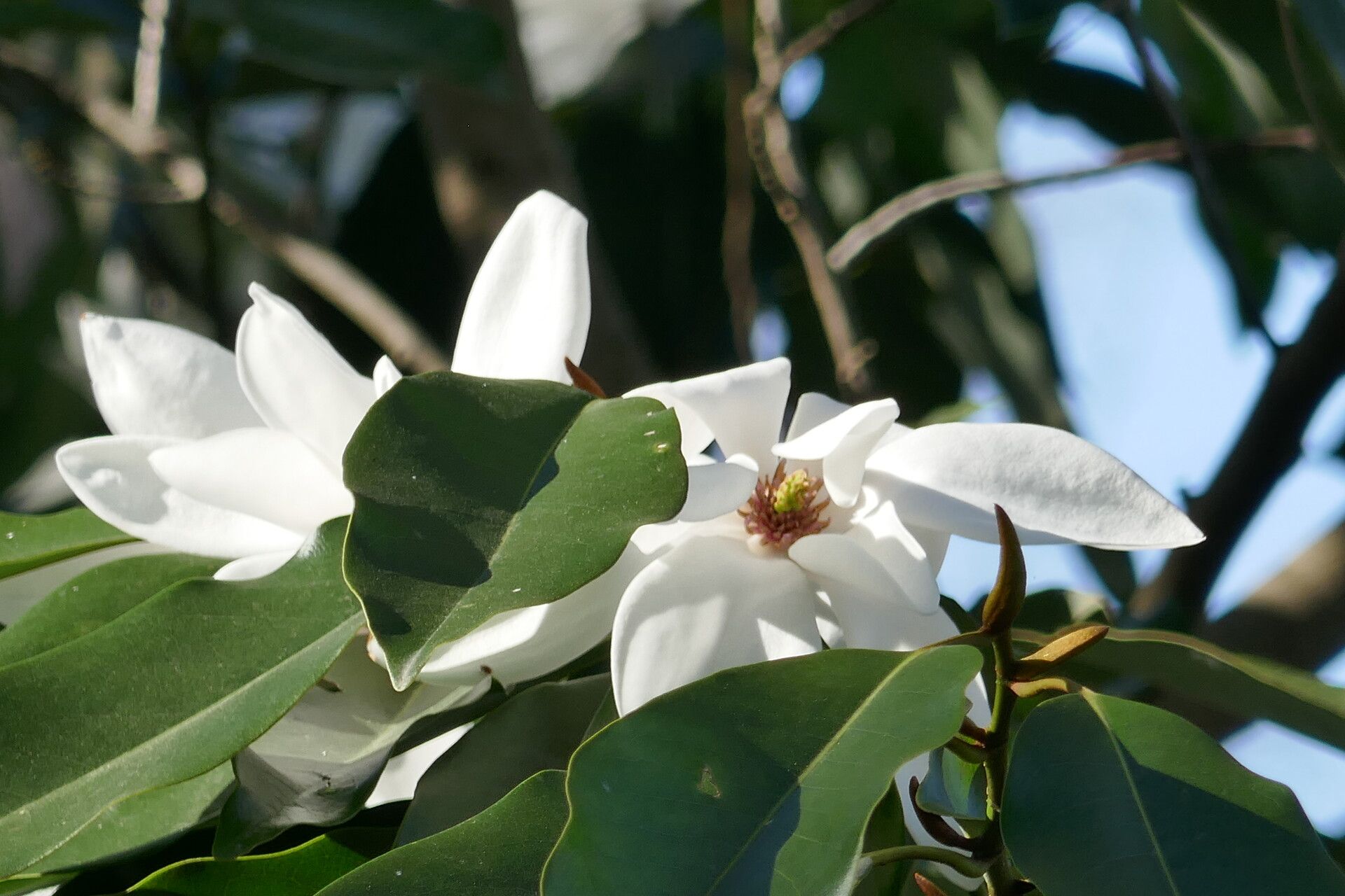 Magnolia cavaleriei flower