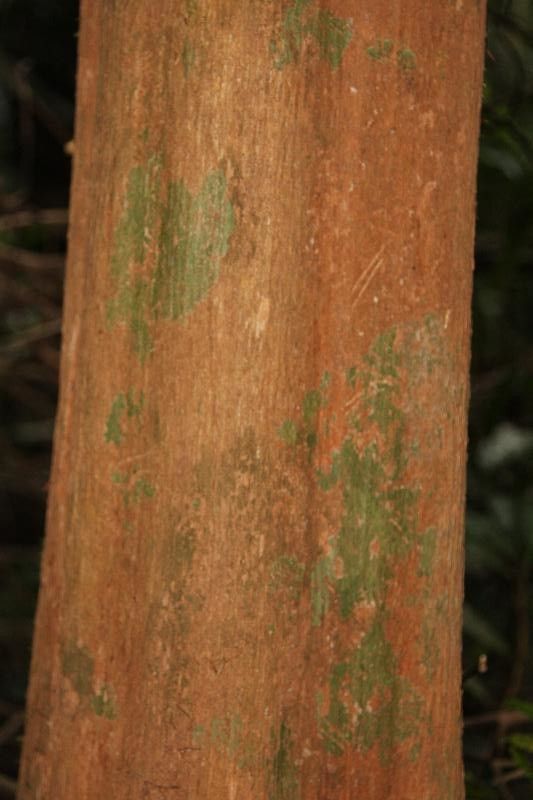 Pouteria guianensis bark