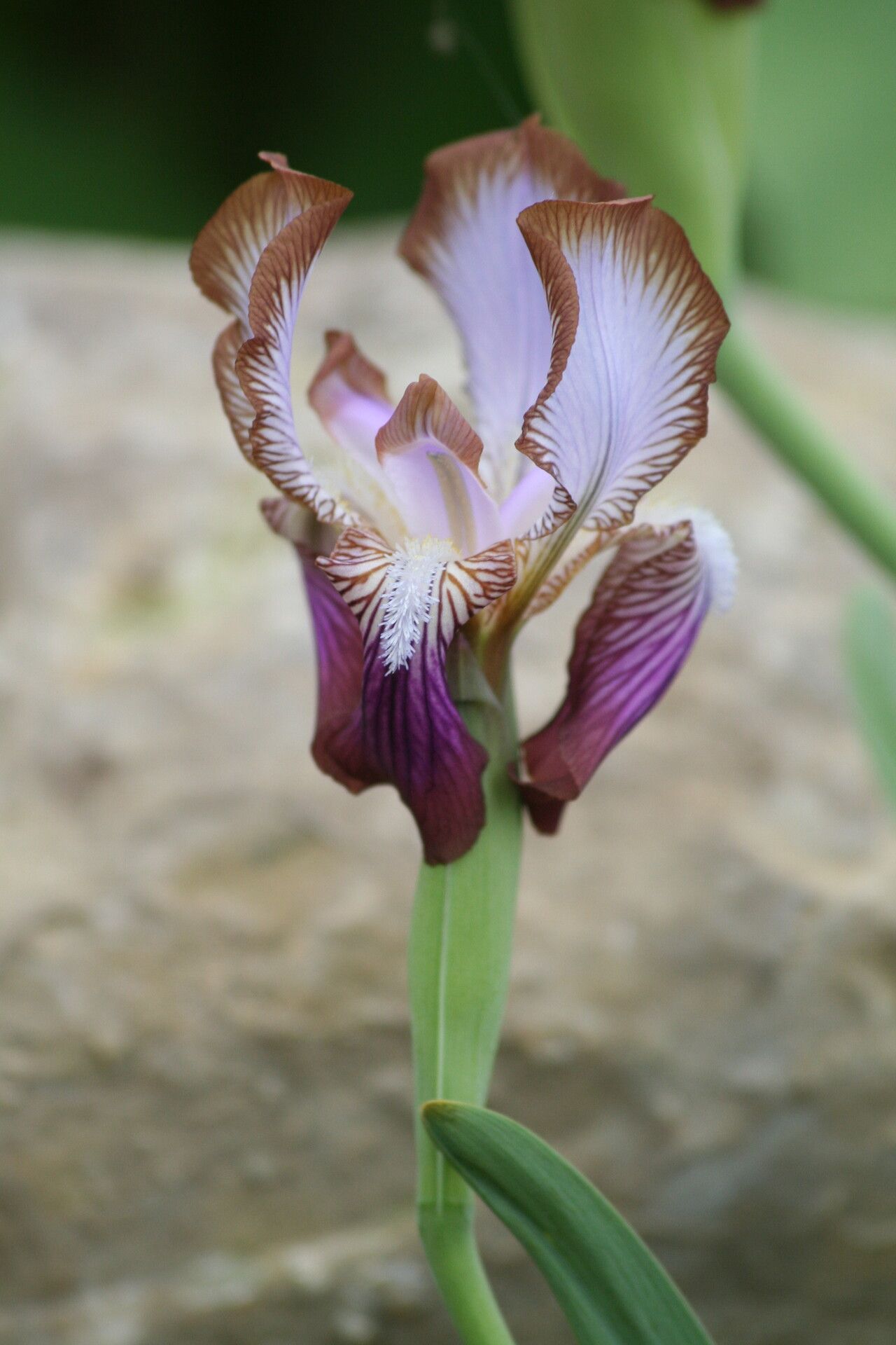 Iris stolonifera flower